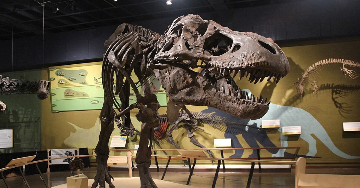 The Ultimate Guide To Tyrannosaurs 