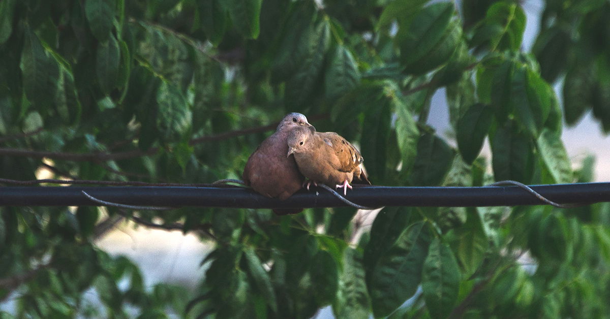 Reaping His Benefits - Inside The Birds