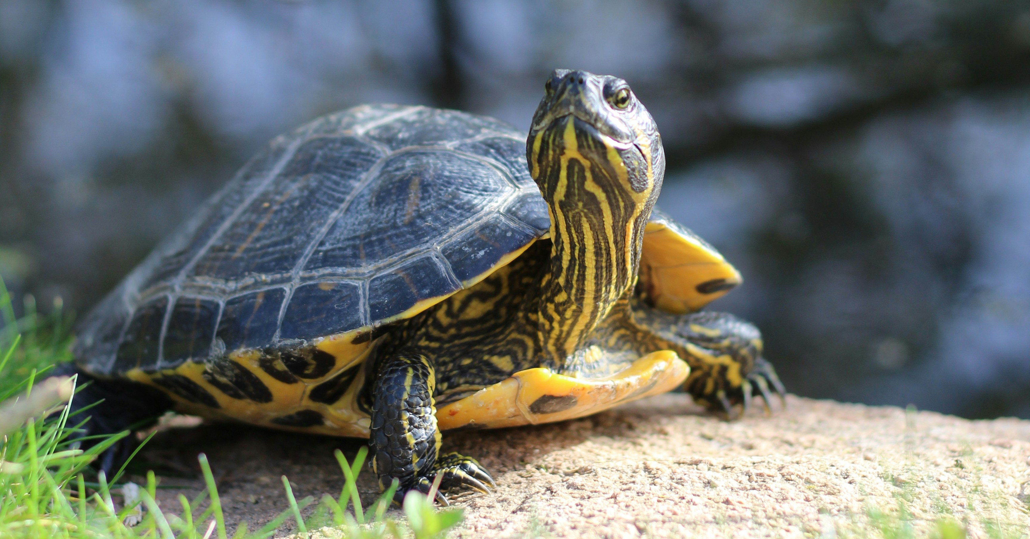 Do Humans and Turtles Share “Key Brain Function” Going Back 320 Million ...