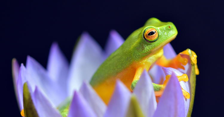 Initial Amphibian Molecular Baraminology Based on Analysis of the Mitochondrial Genome and Genome Size