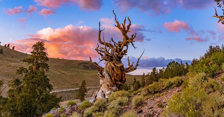 A Simulation of the 8,000-year Bristlecone Pine Dendrochronology Using Post-Flood Virtual Trees