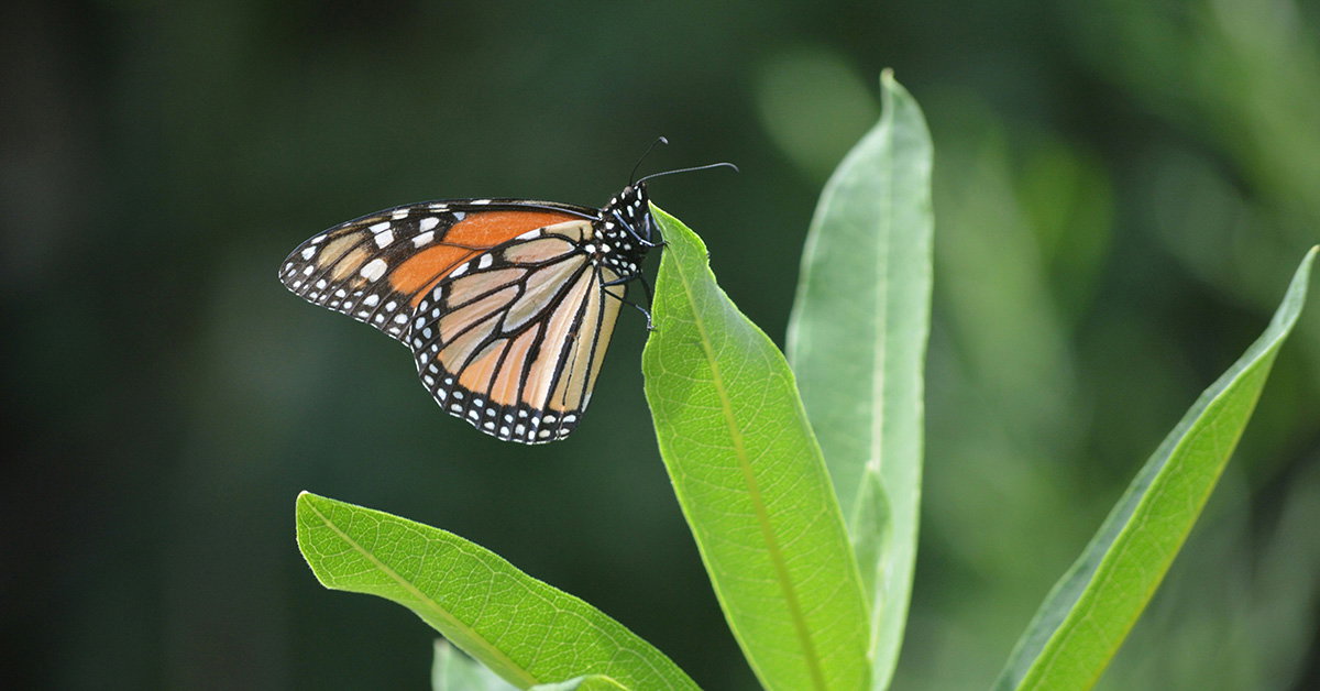 Butterflies: Beautifully Designed!