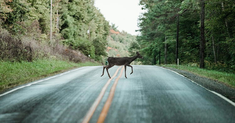 A Biblical Approach to Human-Wildlife Conflict
