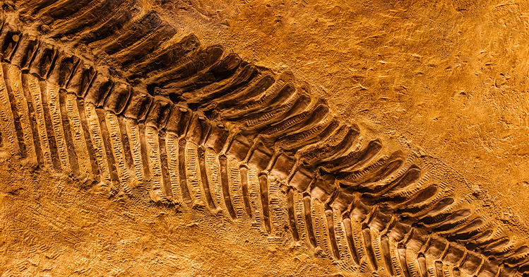 Scientists Found Soft Tissues and Biochemicals in “Ancient” Fossils!