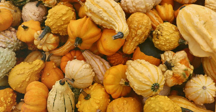 Baraminology of Cucurbitaceae Based on Chloroplast Genome Analysis