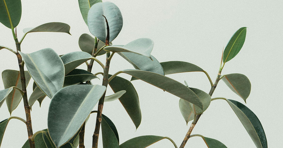 “The Most Basic Form of Learning” Are Plants “Conscious”? Answers in