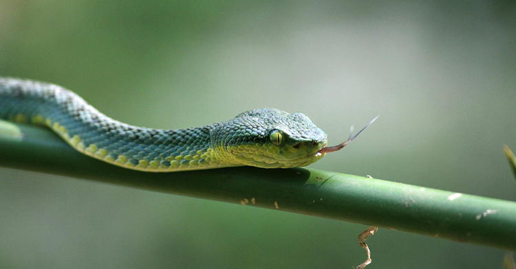 How Did Animals Develop Defense and Attack Structures?