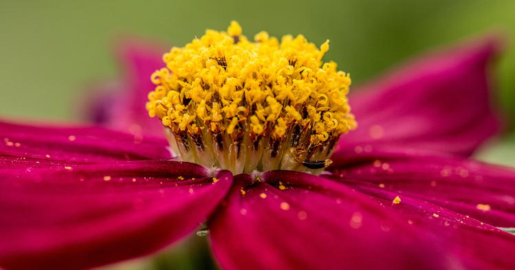 What Forensic Pollen Evidence Reveals About God’s Design
