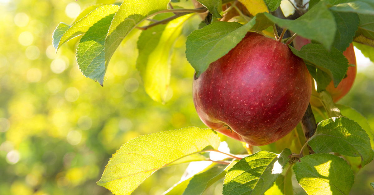 What Was The “forbidden Fruit” In Genesis Emmanuel Baptist Church 0215