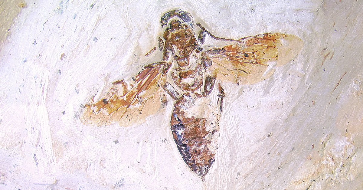 Wonderful Wasps - Lifeforms Art