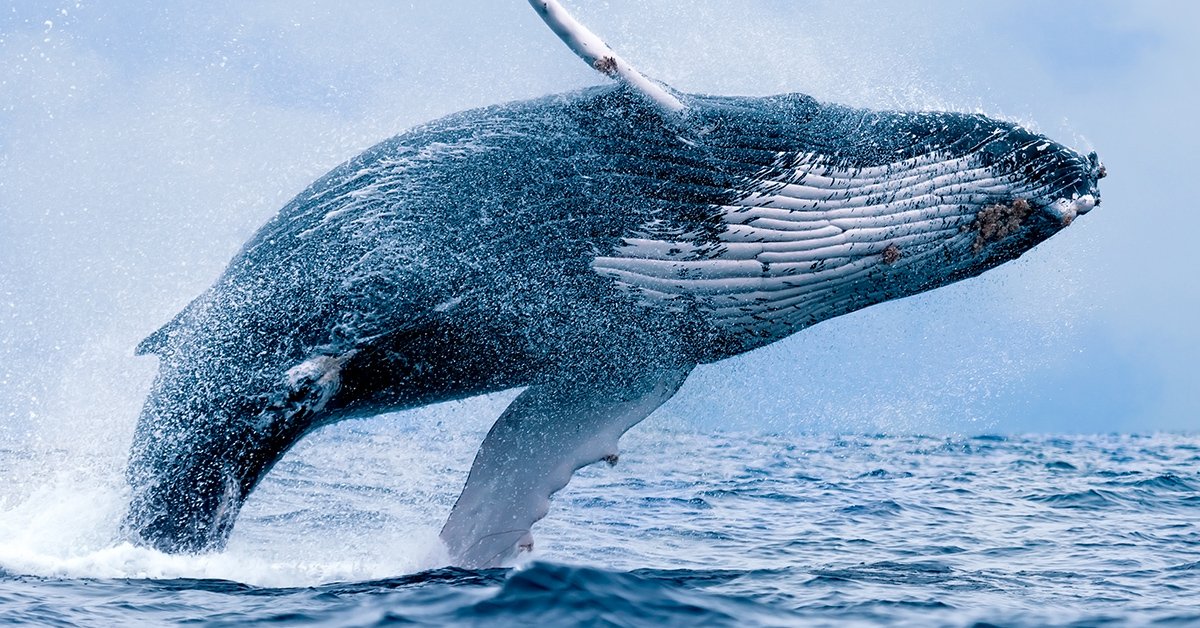 Wiley Whale - Huge
