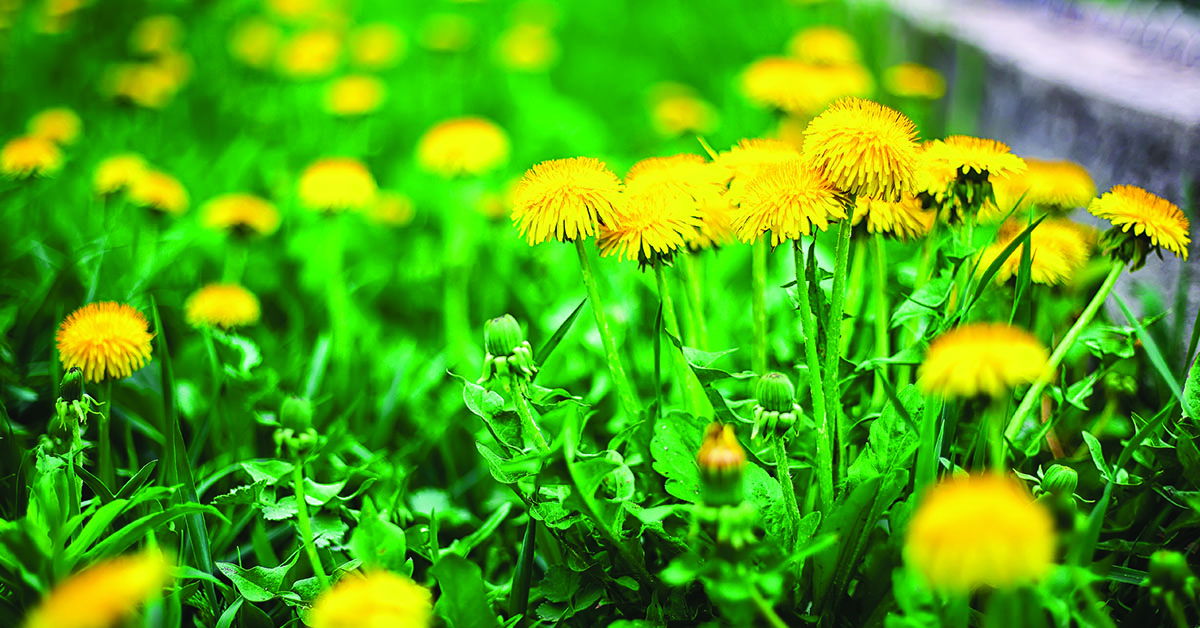 Dandelion Meaning In Nepali