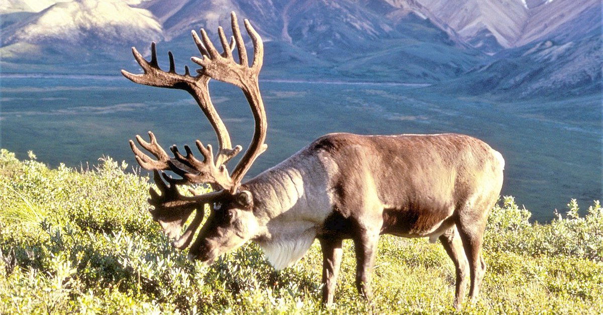 Reindeer or Caribou—What’s the Difference? | Kids Answers