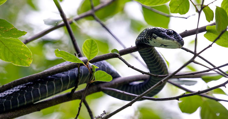 Snakes of Northern Kentucky