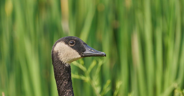 The Not-So-Silly Goose