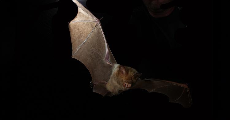 Rare Evolution in Action Spotted in Island Bats