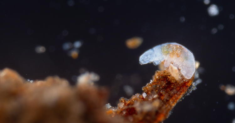 Tardigrades: Tough, Tiny, and . . . Useful?