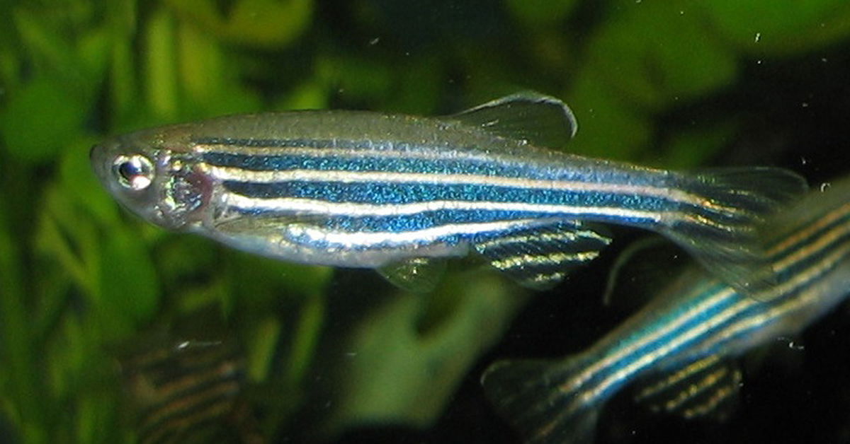 https://assets.answersingenesis.org/img/cms/content/contentnode/og_image/zebrafish.jpg