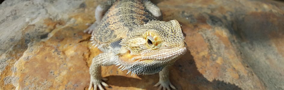 Do Naked Bearded Dragons Reveal Common Ancestry of Scales, Feathers, and Fur?