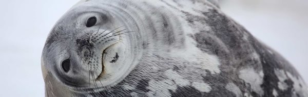 Arctic Seal