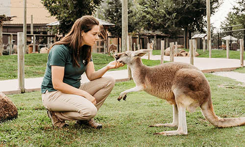 Employee petting kangaroo