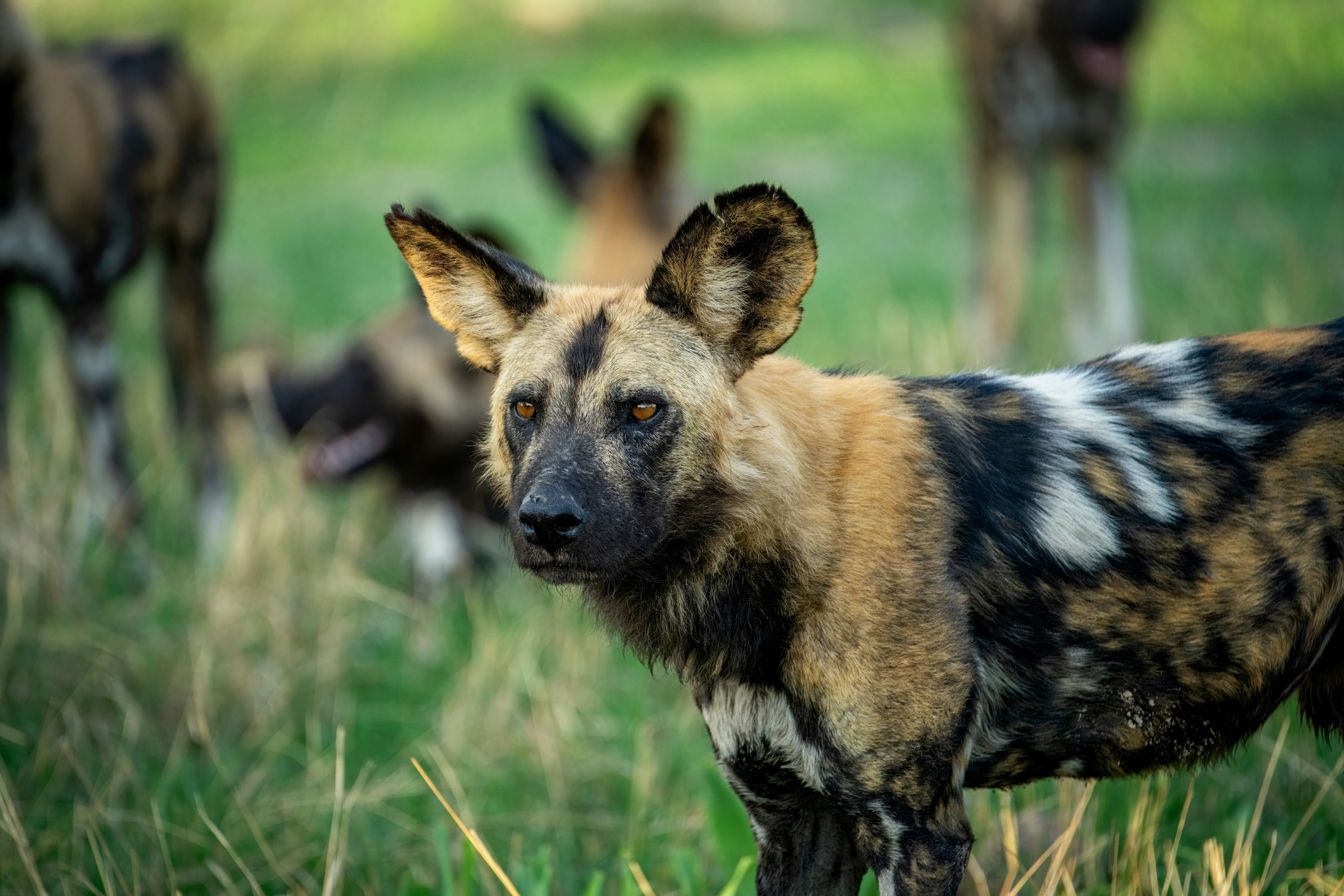 African wild dog