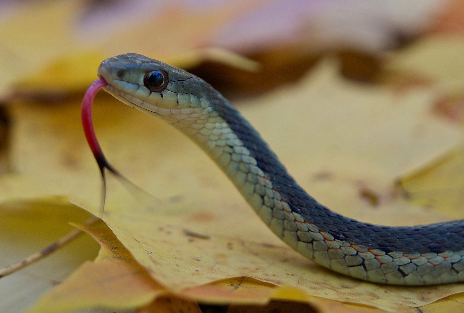 Eastern Garter Snake