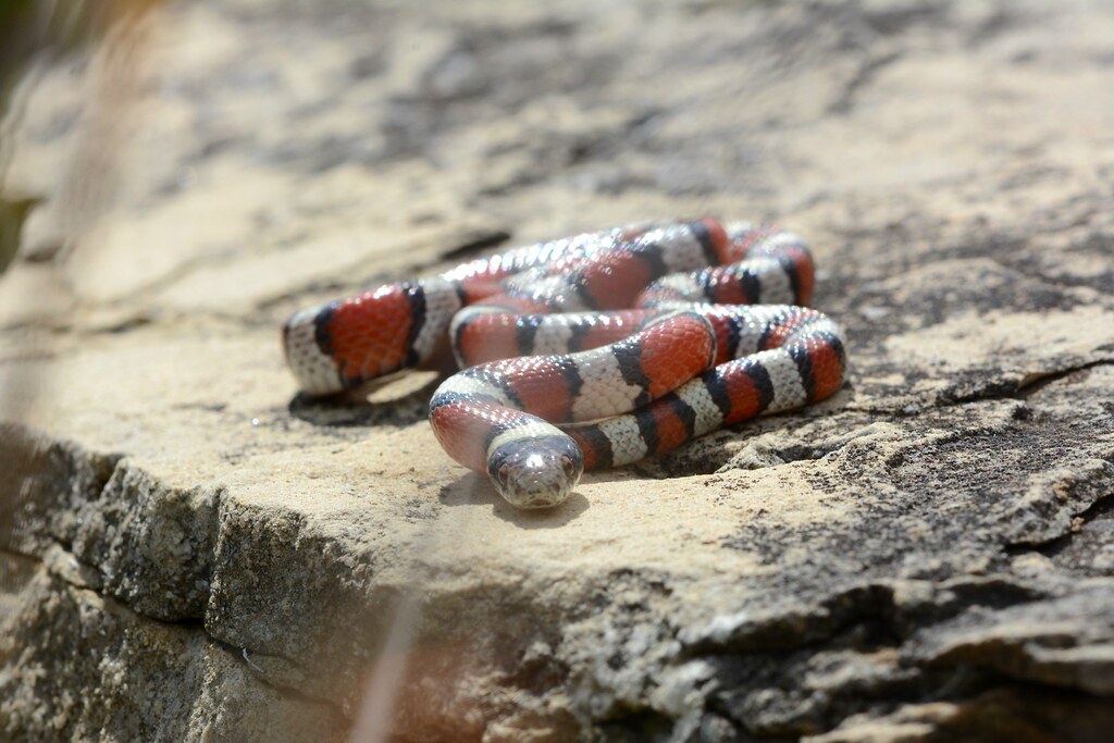 Eastern Milk Snake