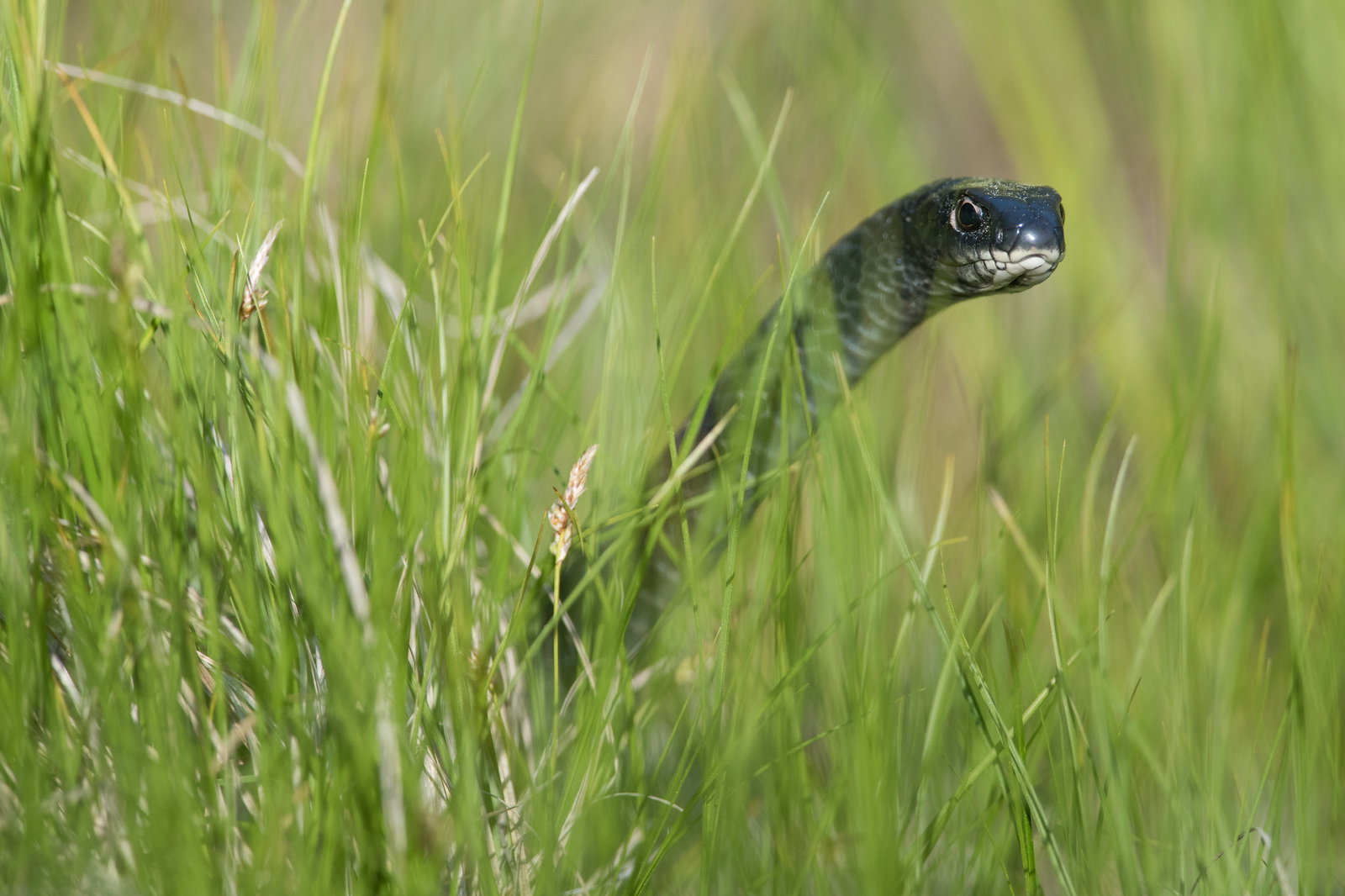 Northern Black Racer