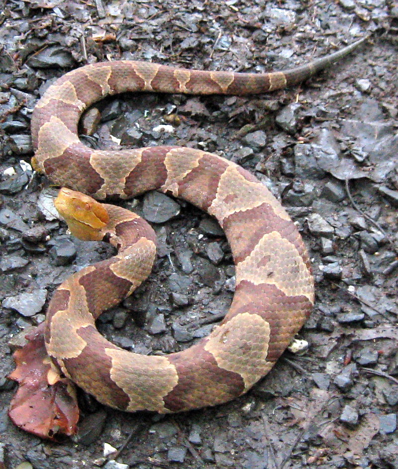 Northern Copperhead Snake