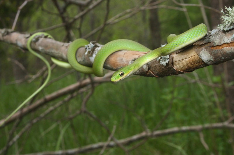 Northern Rough Green Snake