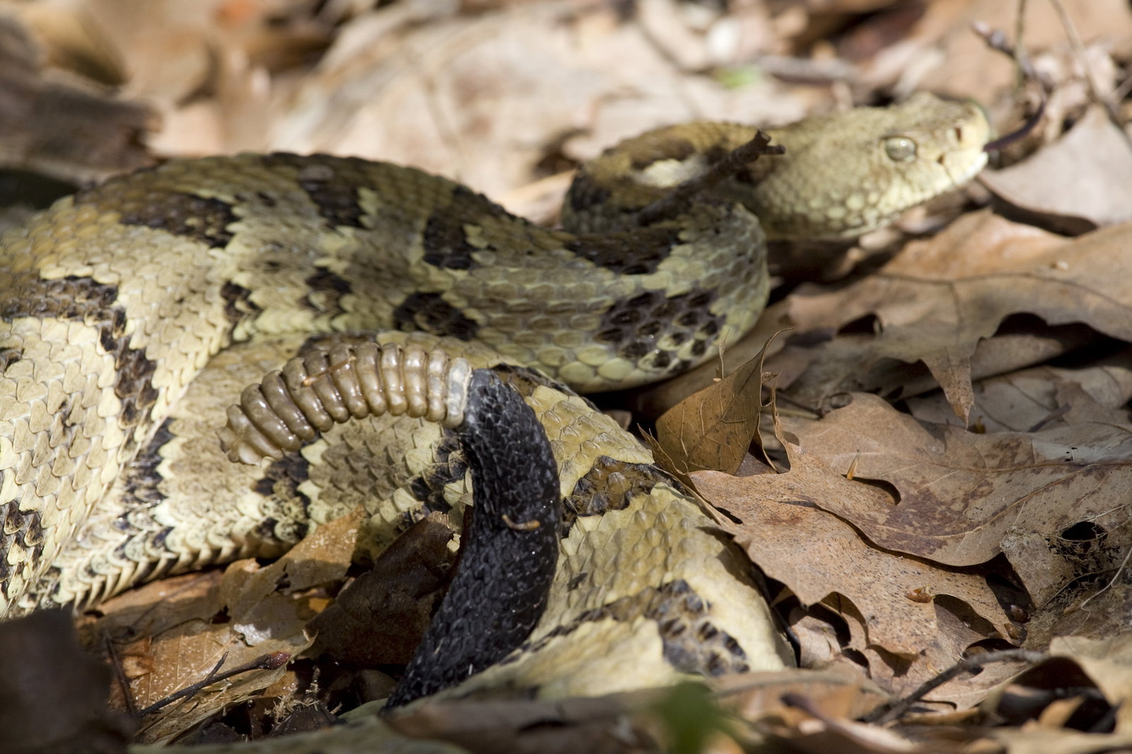 Timber Rattlesnake