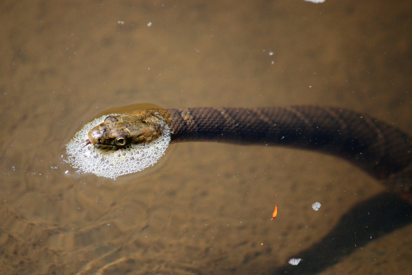 Northern Water Snake