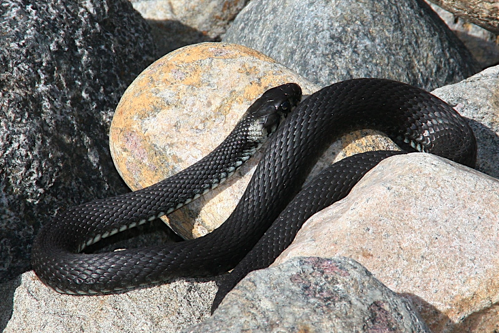 Rat Snake