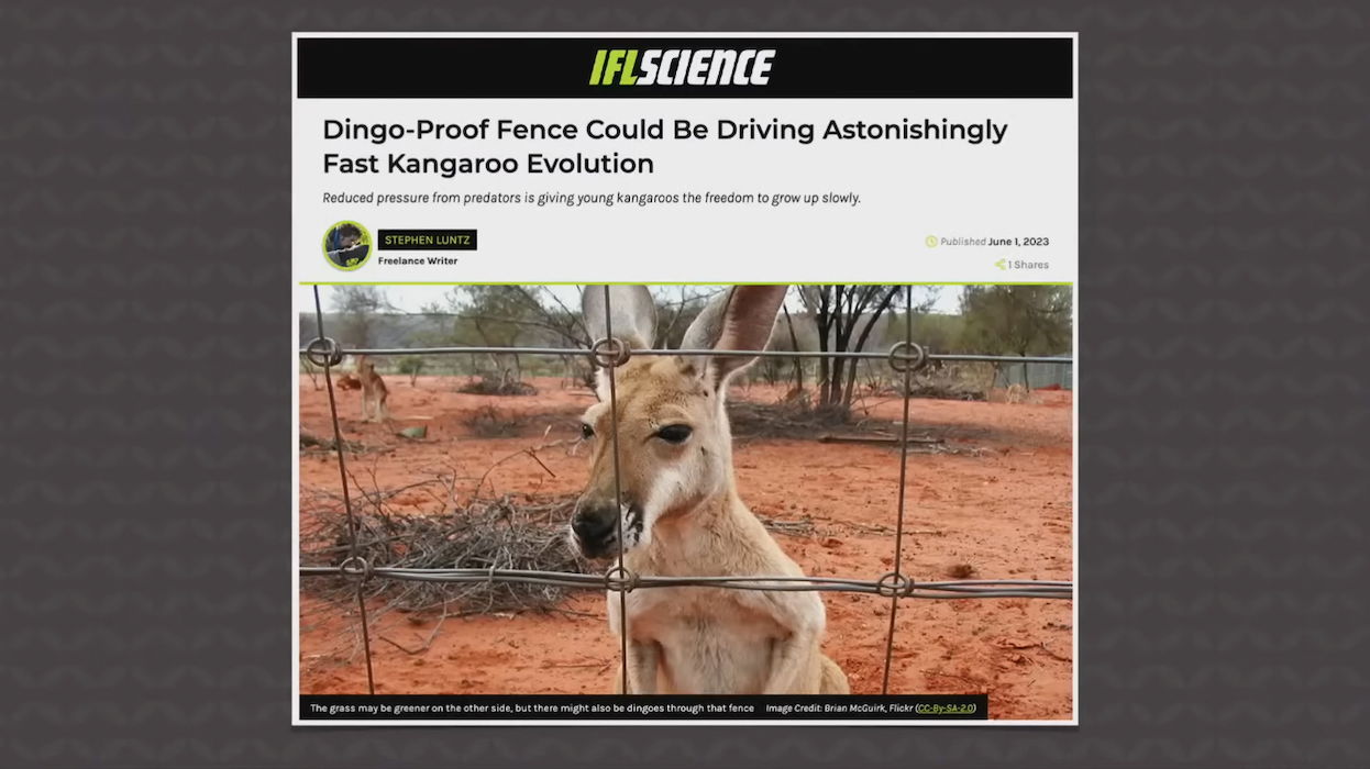 The Unexpected Result of Australia's Dingo Fence - JSTOR Daily