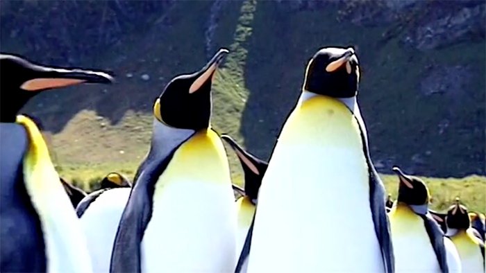 <i>Incredible Creatures That Defy Evolution, Vol. 3</i>: Emperor Penguins