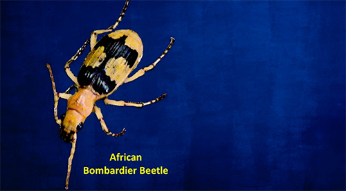 Best of the British: The Extraordinary Bombardier Beetle (Excerpt)