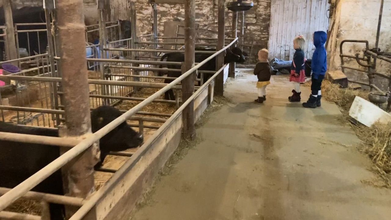 Schus Off: Water Buffalo Calves at a Dairy Farm