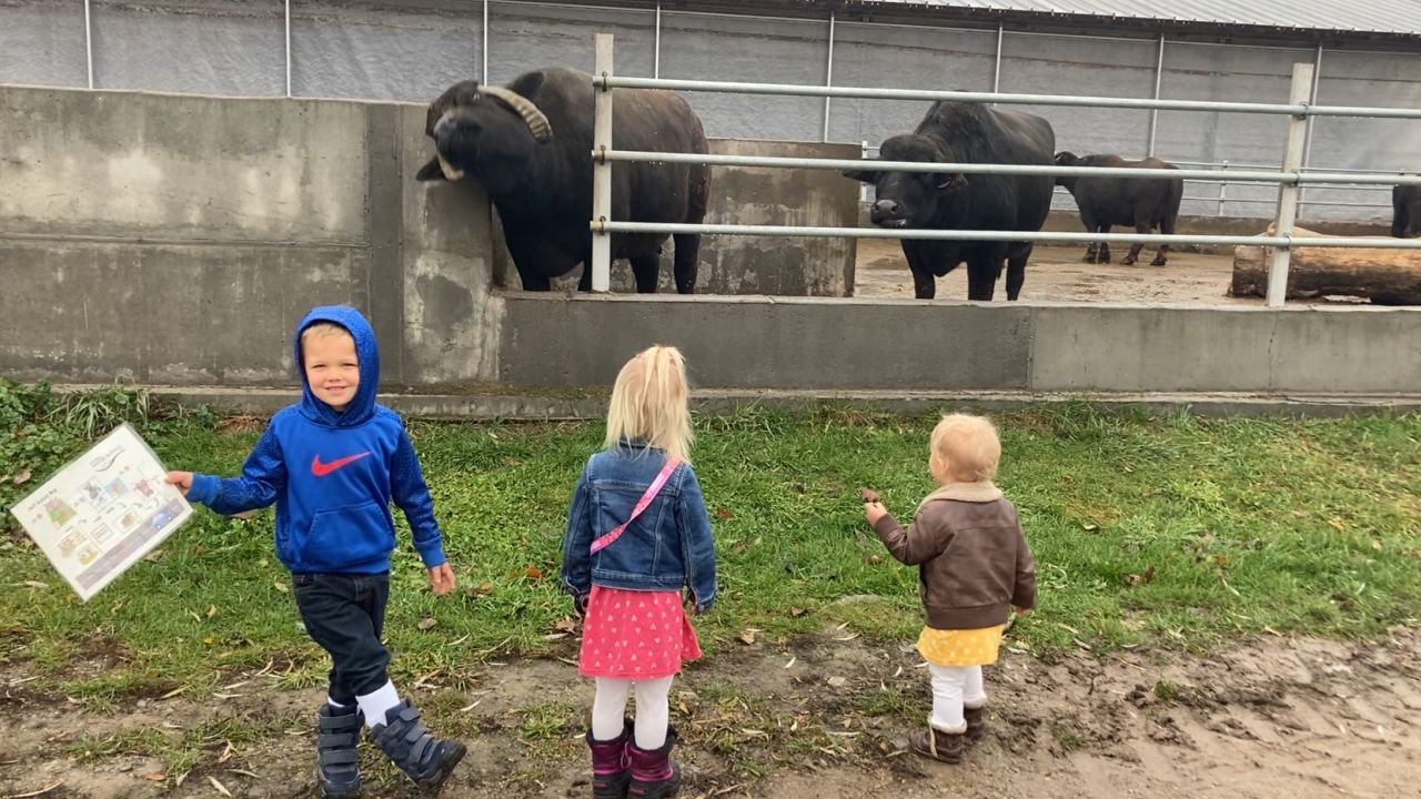 Schus Off: Friendly Water Buffalo at a Dairy Farm