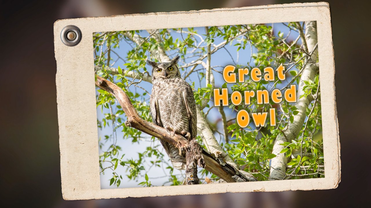 Hike & Seek Horned Owl
