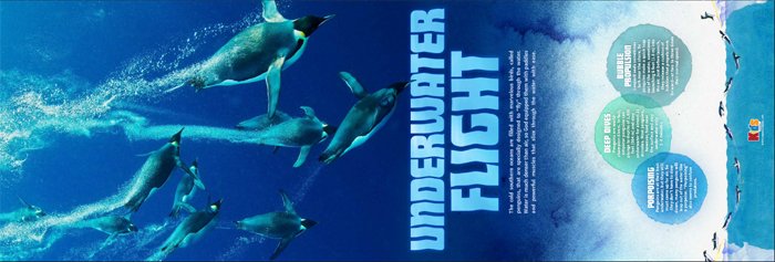 Underwater Flight