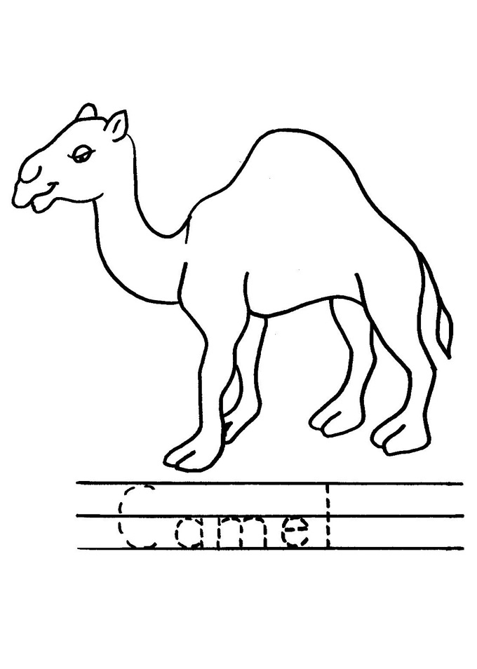 Color the Camel