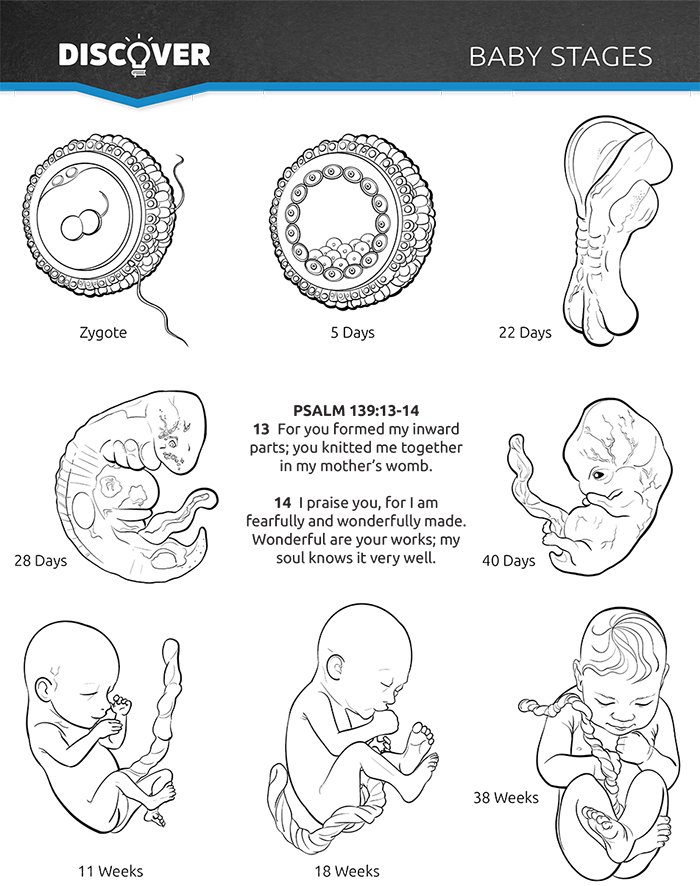 Baby Stages
