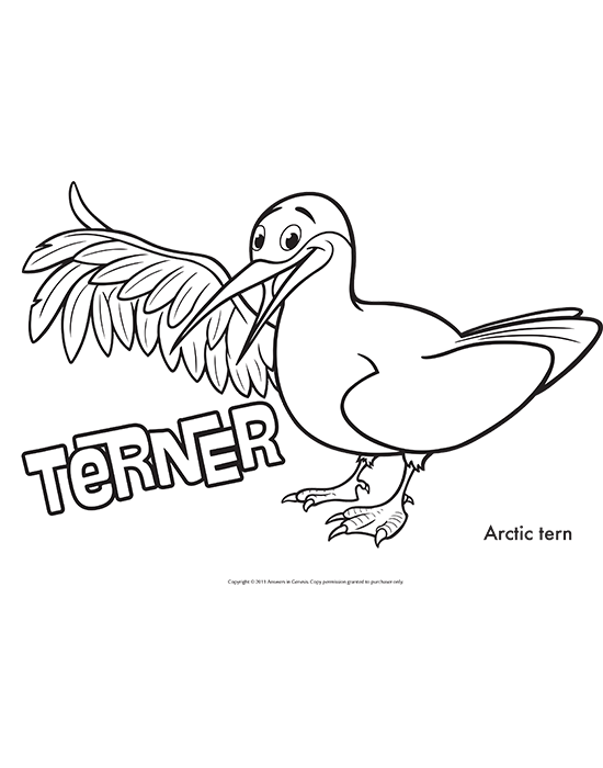 Terner Coloring