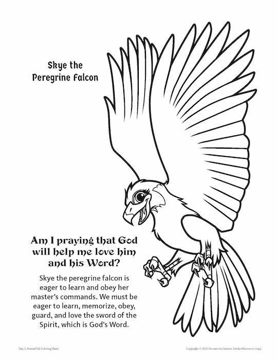 peregrine falcon coloring page