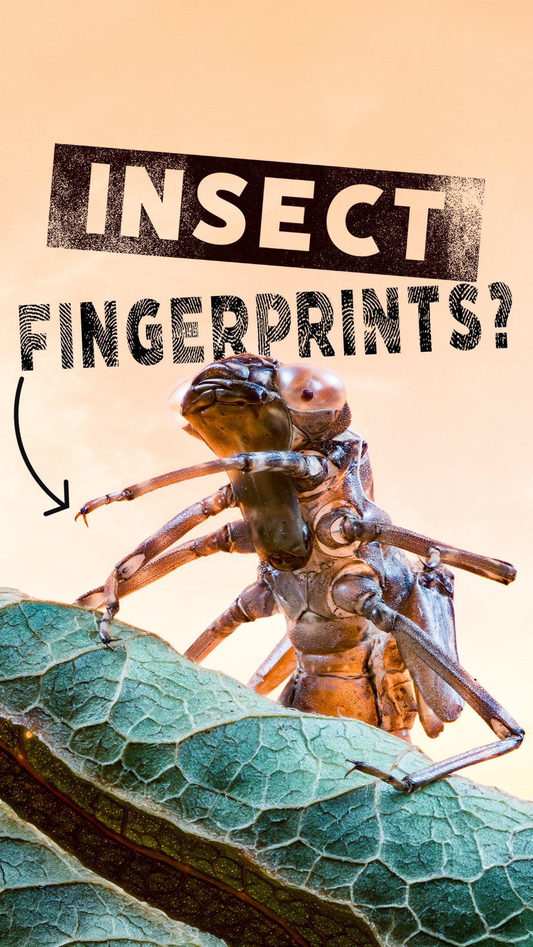 Do Insects Have Fingerprints?