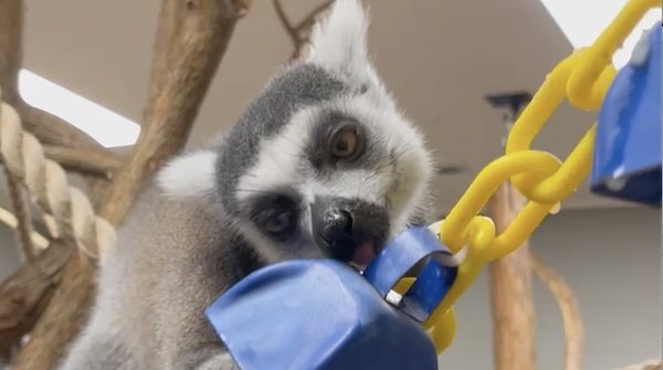 Lemurs Eating Applesauce