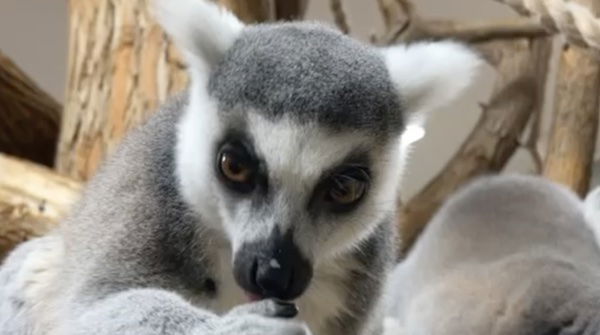 Lemurs Eating Applesauce 2