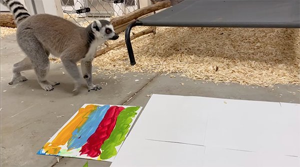 Lemurs Painting at the Zoo
