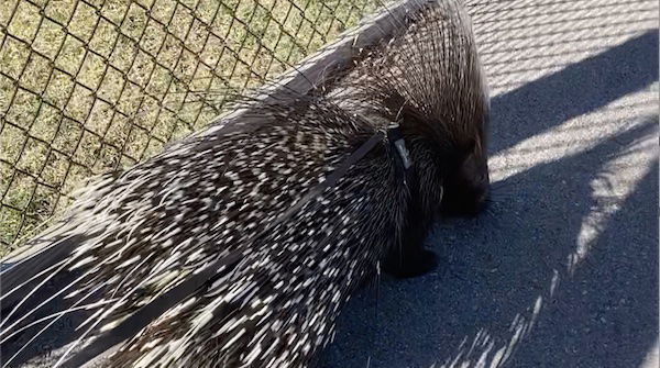 Thomas the Porcupine Walking on a Leash 2